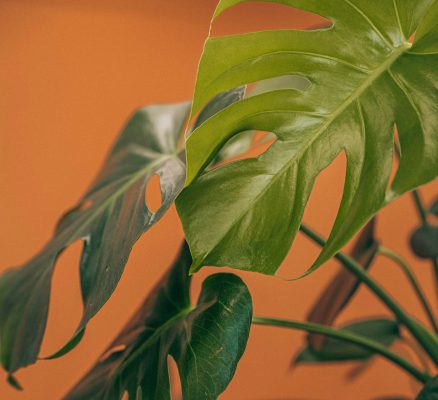 Memilih Pompa Tenaga Surya dengan Sistem Irigasi Cerdas Pada Monstera
