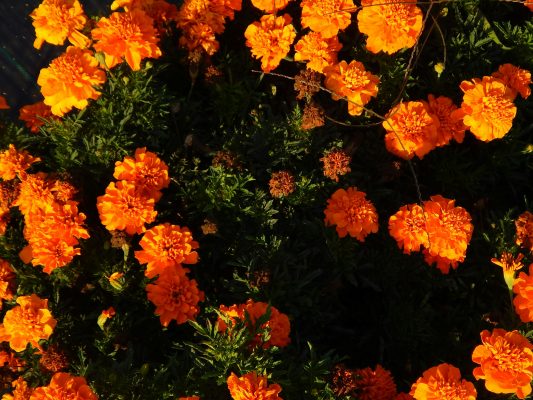 Memilih Pompa Tenaga Surya untuk Marigold yang Optimal