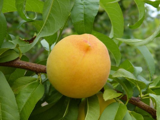 Energi Surya untuk Pertanian Peach Hemat Biaya Operasional