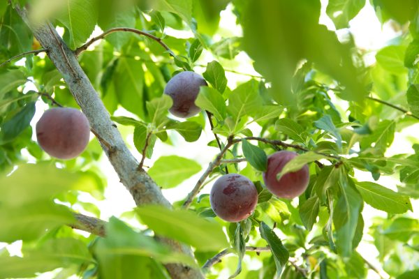 Memilih Pompa Tenaga Surya Plum Tanpa Boros Energi