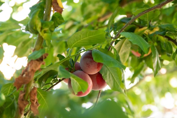 Energi Surya untuk Pertanian Peach dengan Sistem Off-Grid
