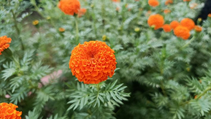 Memilih Pompa Tenaga Surya untuk Irigasi Tetes Pada Marigold