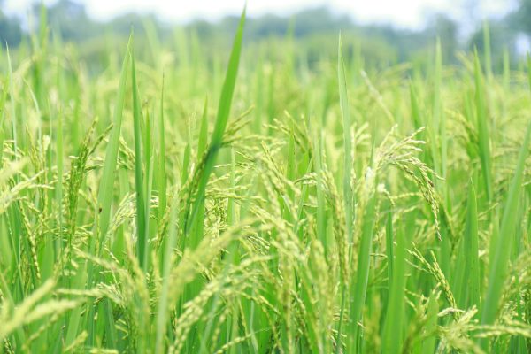 Memilih Pompa Tenaga Surya untuk Irigasi Padi Berkelanjutan