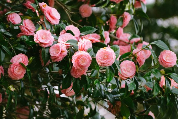 Memilih Pompa Tenaga Surya Smart Greenhouse Camelia IoT