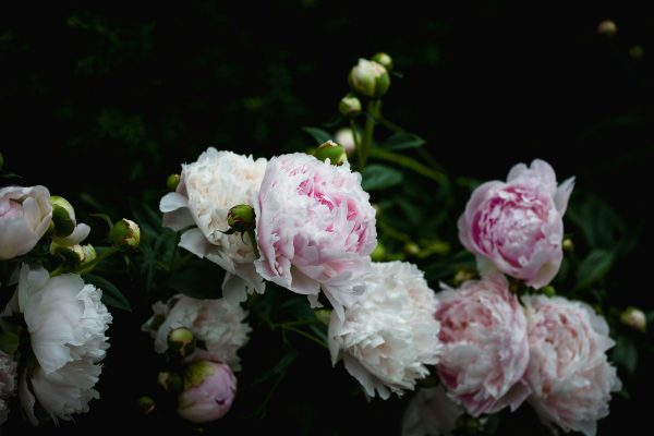 Memilih Pompa Tenaga Surya Peony Saat Musim Kering Tiba