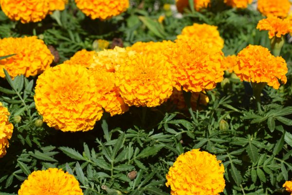 Memilih Pompa Tenaga Surya Marigold dengan Tangki Air