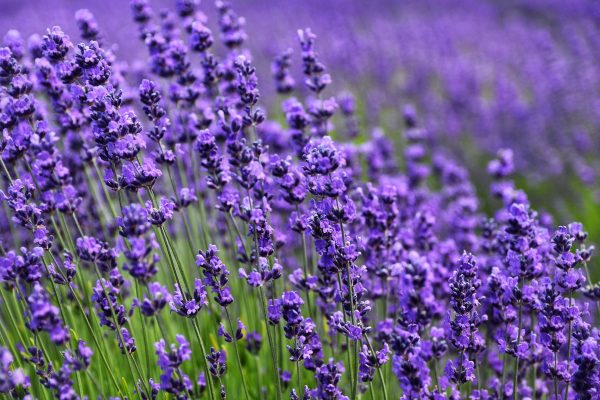 Memilih Pompa Tenaga Surya untuk Kebun Lavender Hemat Air