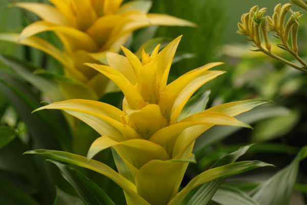 Memilih Pompa Tenaga Surya untuk Greenhouse Tanaman Bromelia