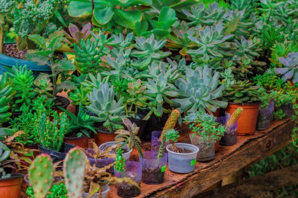 Keunggulan Pompa Tenaga Surya LORENTZ untuk Kebun Tanaman Hias