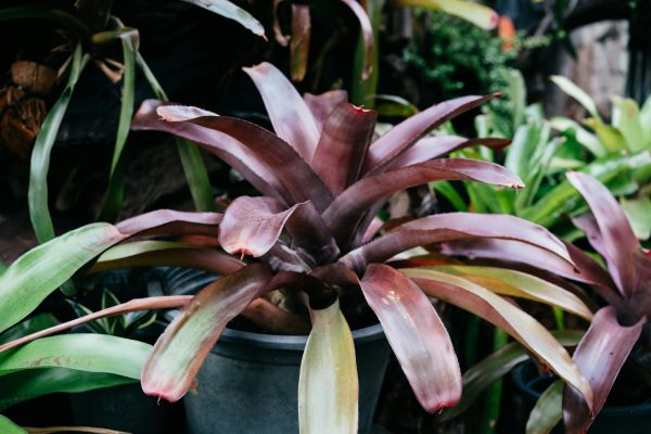 Memilih Pompa Tenaga Surya untuk Budidaya Bromelia Modern