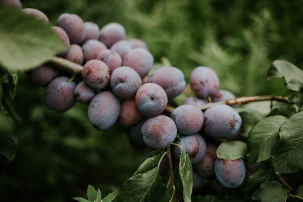 Memilih Pompa Tenaga Surya Plum dengan Sensor IoT Modern