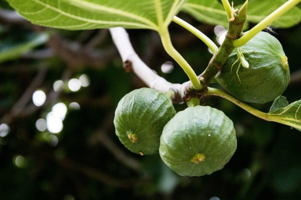 Memilih Pompa Tenaga Surya Hemat Energi untuk Buah Tin