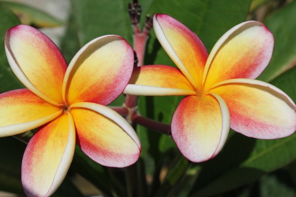 Memilih Pompa Tenaga Surya untuk Kebun Kamboja Modern