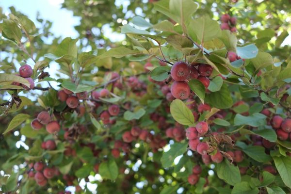 Memilih Pompa Tenaga Surya untuk Kebun Buah Kering
