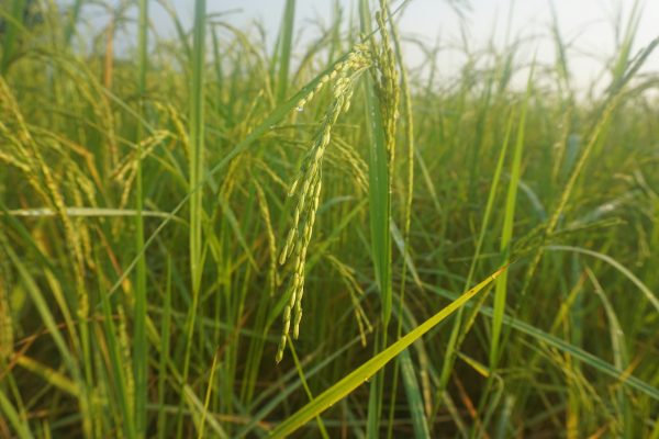 Memilih Pompa Tenaga Surya Berdasarkan Kedalaman Sumber Air Sawah
