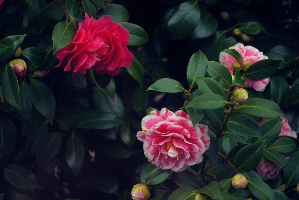 Memilih Pompa Tenaga Surya untuk Greenhouse Camelia Modern