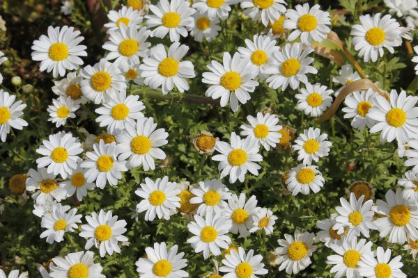 Memilih Pompa Tenaga Surya Berdasarkan Total Head Pada Daisy