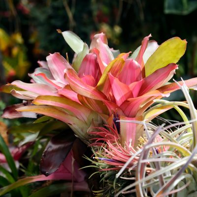 Memilih Pompa Tenaga Surya untuk Bromelia Berbasis IoT Modern Kini