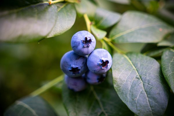 Energi Surya untuk Pertanian Blueberry Ramah Lingkungan