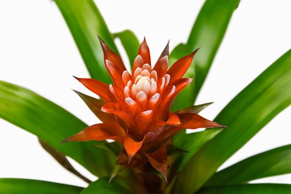 Memilih Pompa Tenaga Surya untuk Irigasi Bromelia Modern