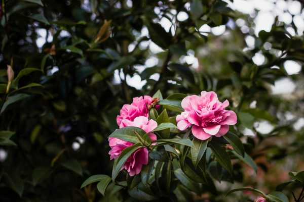 Memilih Pompa Tenaga Surya untuk Camelia IoT Greenhouse