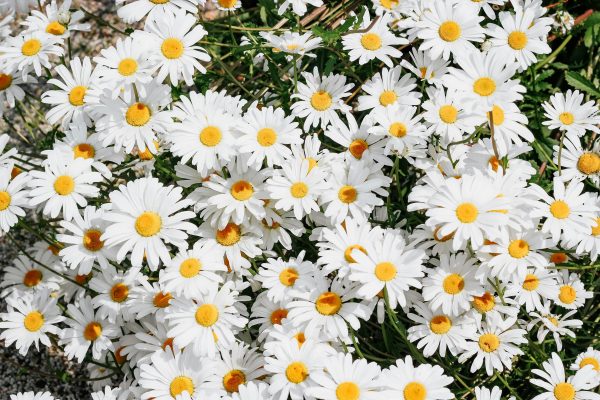 Memilih Pompa Tenaga Surya untuk Panen Daisy Berkelanjutan