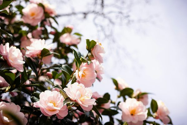 Memilih Pompa Tenaga Surya untuk Camelia Masa Depan