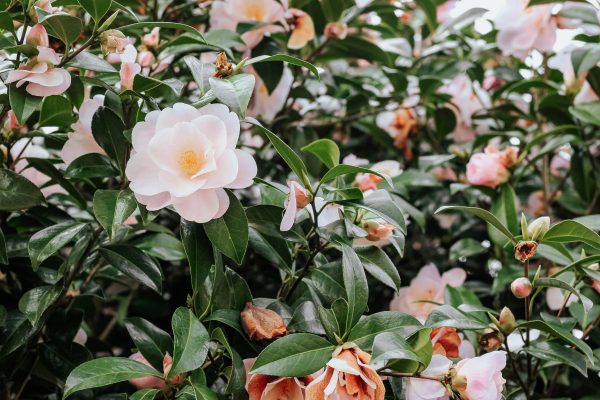 Memilih Pompa Tenaga Surya Sesuai Luas Camelia Greenhouse