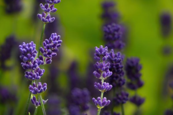 Memilih Pompa Tenaga Surya untuk Lavender Jangka Panjang