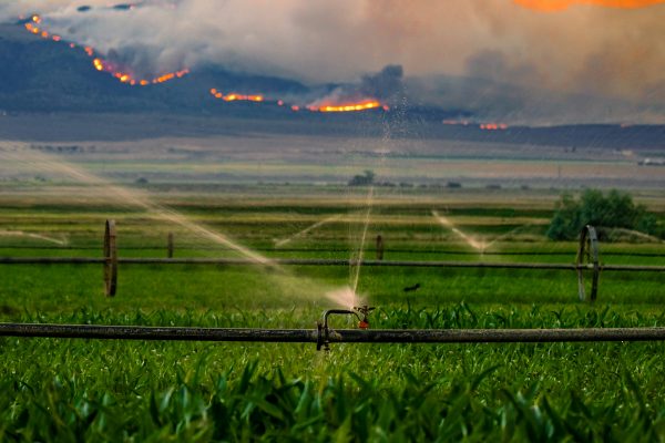 Memilih Pompa Tenaga Surya untuk Kebun Buah Jangka Panjang