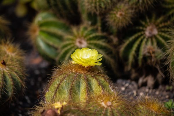 Memilih Pompa Tenaga Surya dengan Sensor Pintar