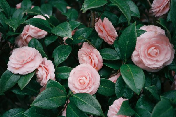Memilih Pompa Tenaga Surya Camelia dengan Cloud Monitoring