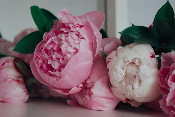 Memilih Pompa Tenaga Surya untuk Peony dan Tangki Cadangan Air