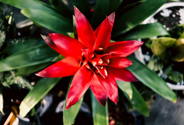 Memilih Pompa Tenaga Surya untuk Budidaya Bromelia