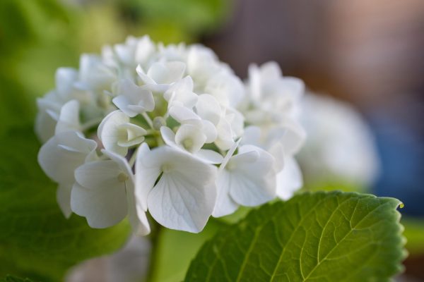 Memilih Pompa Tenaga Surya untuk Hydrangea dan Air Berkelanjutan