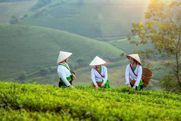 Memilih Pompa Tenaga Surya Tepat untuk Irigasi Berkelanjutan
