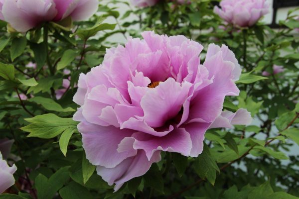 Memilih Pompa Tenaga Surya Peony untuk Jangka Panjang
