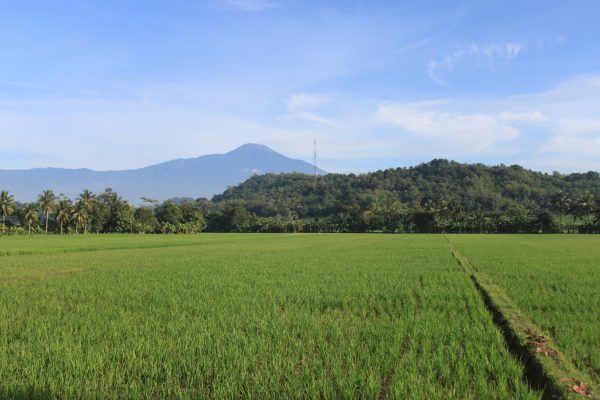 Memilih Pompa Tenaga Surya Berdasarkan Kondisi Ladang