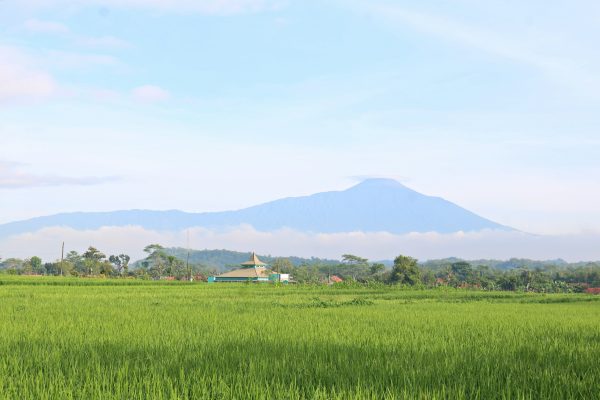 Memilih Pompa Tenaga Surya untuk Ladang Efisien