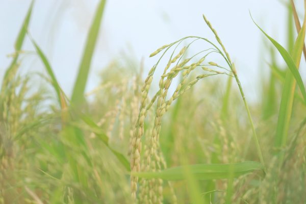 Memilih Pompa Tenaga Surya Lorentz untuk Sawah Modern