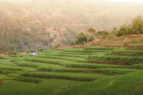 Energi Surya untuk Pertanian Hortikultura Hemat Biaya