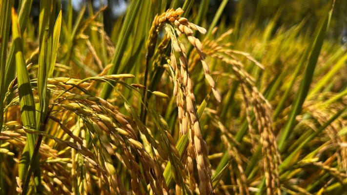 Memilih Pompa Tenaga Surya Lorentz untuk Sawah Berbasis IoT