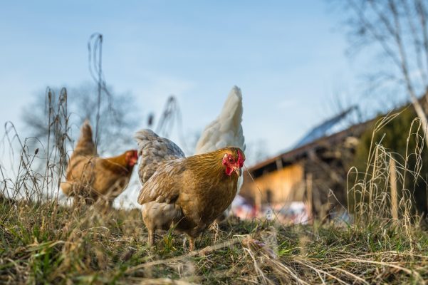 Memilih Pompa Tenaga Surya untuk Kandang Ayam Hemat Biaya