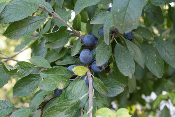 Cara Memilih Pompa Tenaga Surya Hemat Air untuk Plum