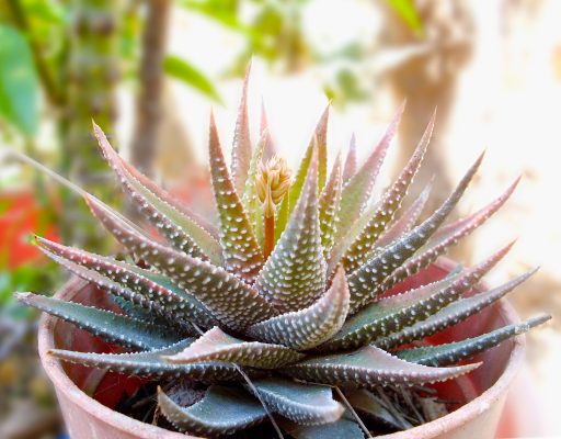 Memilih Pompa Tenaga Surya untuk Tanaman Sukulen di Greenhouse