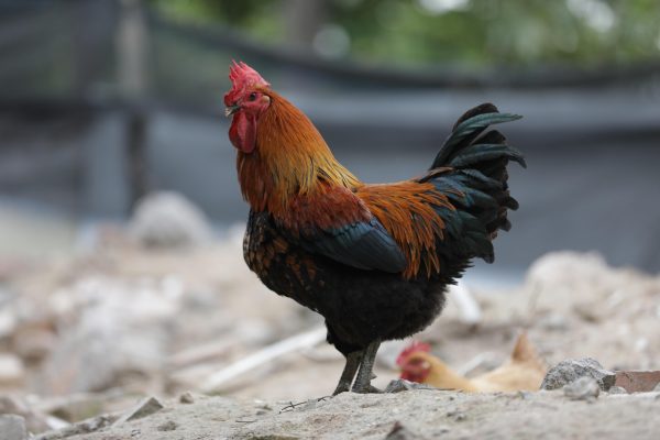 Memilih Pompa Tenaga Surya untuk Ayam Pedaging Lebih Efisien
