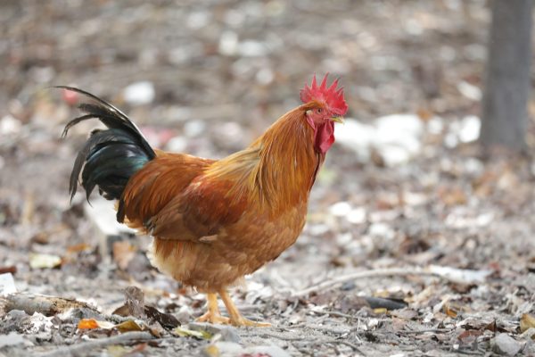 Memilih Pompa Tenaga Surya untuk Nipple Drinker Ayam Modern