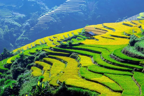 Memilih Pompa Tenaga Surya untuk Irigasi Sawah Modern