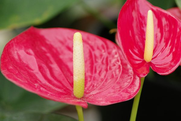 Memilih Pompa Tenaga Surya LORENTZ untuk Irigasi Tetes Anthurium