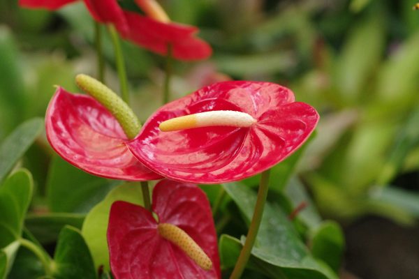 Integrasi Pompa Tenaga Surya Lorentz untuk Mengoptimalkan  Anthurium